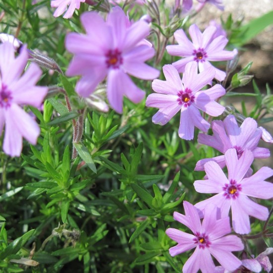 Флокс subulata Fort Hill p9 №20