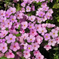 Переломник гіллястий (Androsace sarmentosa) р9