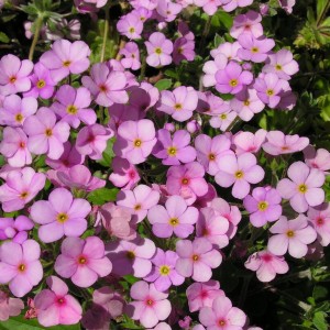 Переломник гіллястий (Androsace sarmentosa) р9