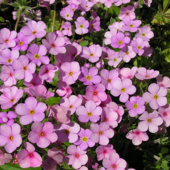 Переломник гіллястий (Androsace sarmentosa) р9