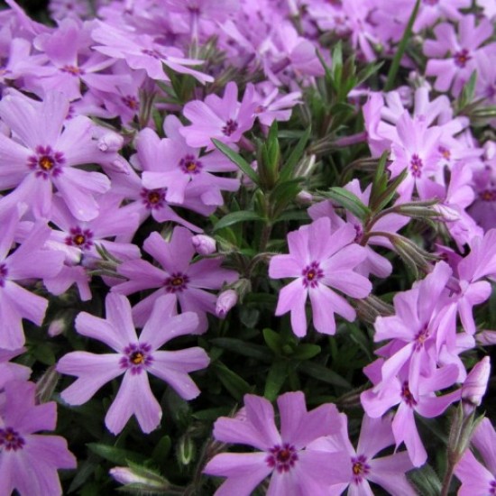 Флокс subulata Fort Hill p9 №20