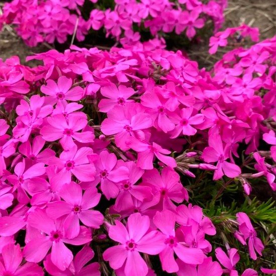 Флокс subulata Mcdaniels Cushion p9 №21