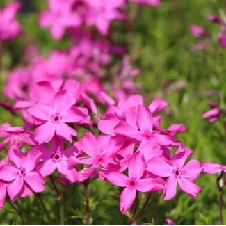 Флокс subulata Mcdaniels Cushion p9 №21