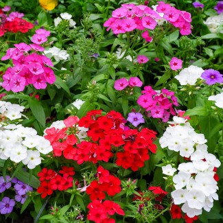 Флокс Subulata мікс p9 