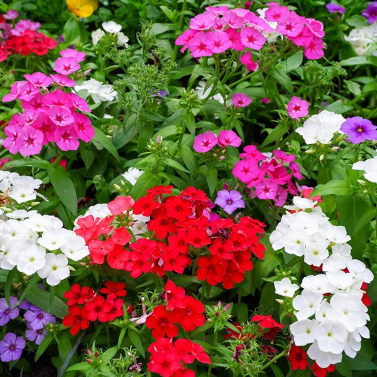 Флокс Subulata мікс p9 