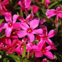 Флокс subulata Red Wing p9 №3