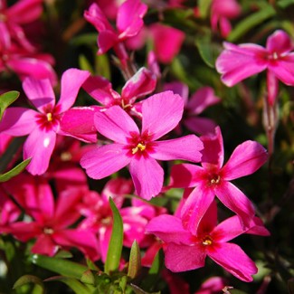 Флокс subulata Red Wing p9 №3