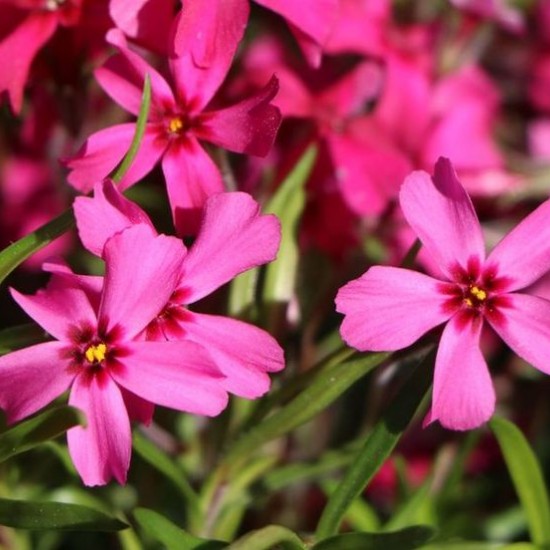 Флокс subulata Red Wing p9 №3