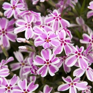 Флокс шиловидний Candy Striper р9