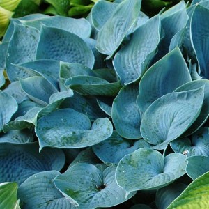 Хоста Fragrant Blue