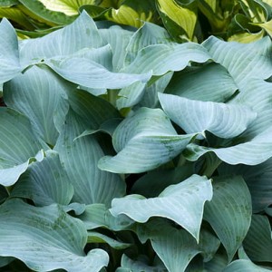 Хоста Fragrant Blue