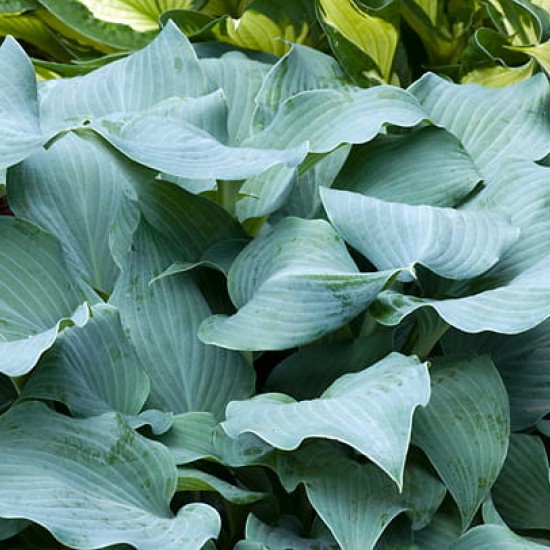 Хоста Fragrant Blue №4