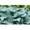 Хоста Fragrant Blue №4