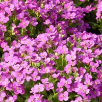 Переломник гіллястий (Androsace sarmentosa) р9