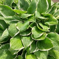 Хоста Francee №10