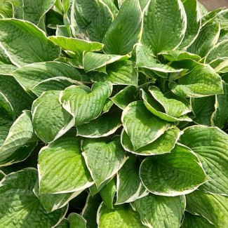 Хоста Francee №10