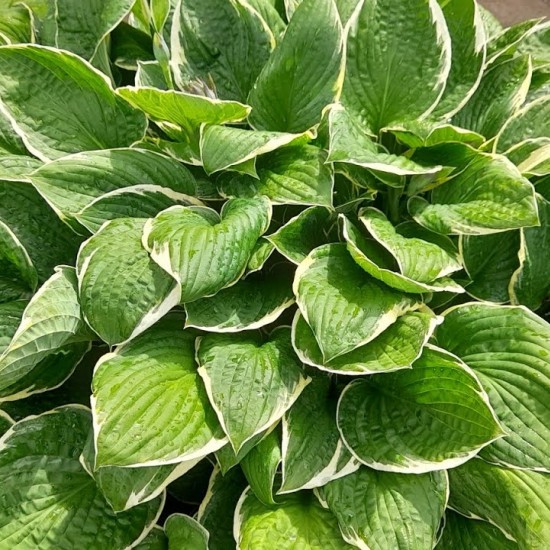 Хоста Francee №10