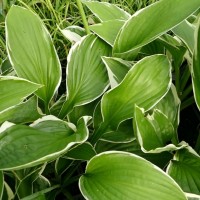 Хоста Francee №10