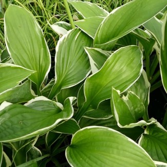 Хоста Francee №10