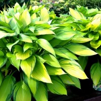 Хоста June №5