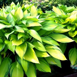 Хоста June №5