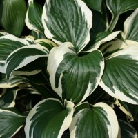 Хоста Patriot №11