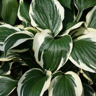 Хоста Patriot №11