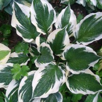 Хоста Patriot №11