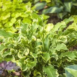 Хоста Shadowland Wheee №7