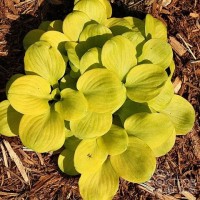 Хоста Sun Mouse №2