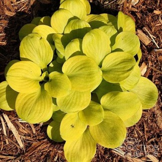 Хоста Sun Mouse №2