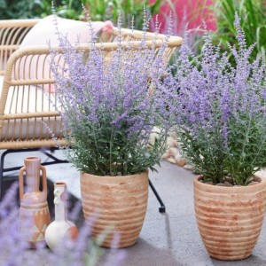 Перовскія Bluesette 1.5 л