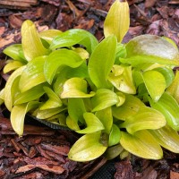 Хоста Sun Mouse №2