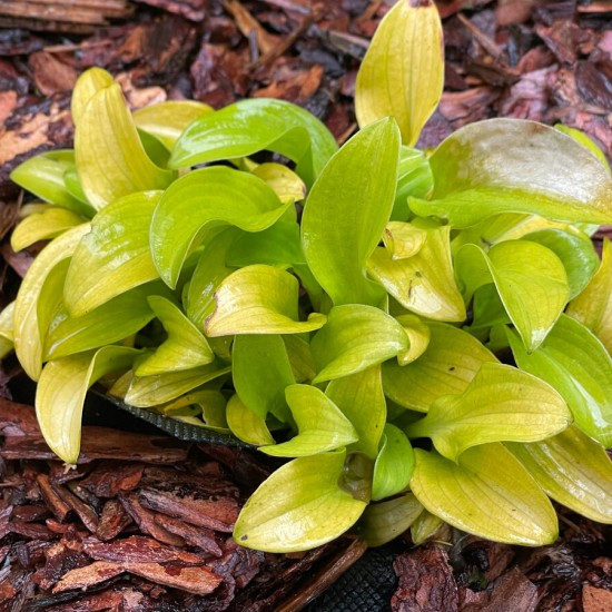 Хоста Sun Mouse №2