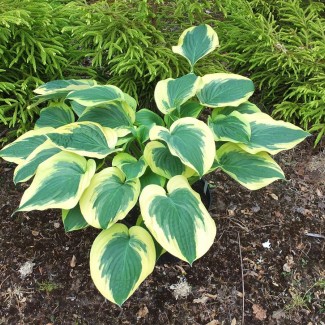 Хоста Wide Brime №9