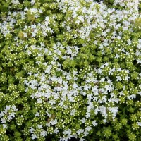 Чебрець Albus р9