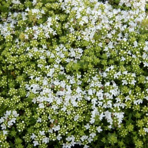 Чебрець Albus р9