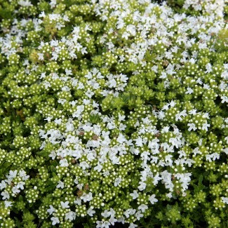 Чебрець Albus р9