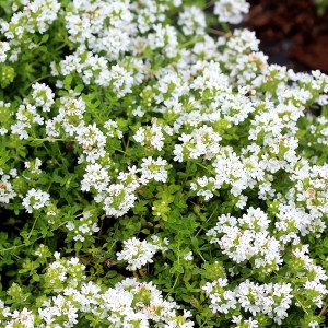 Чебрець Albus р9