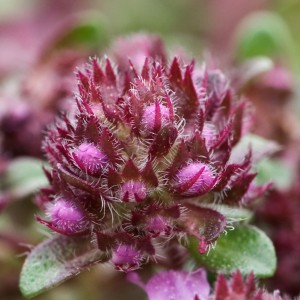 Чебрець Arcticus p9