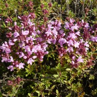 Чебрець Arcticus p9