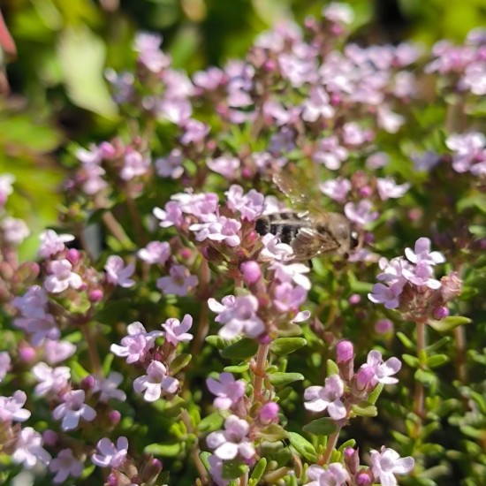 Чебрець Fredo р9