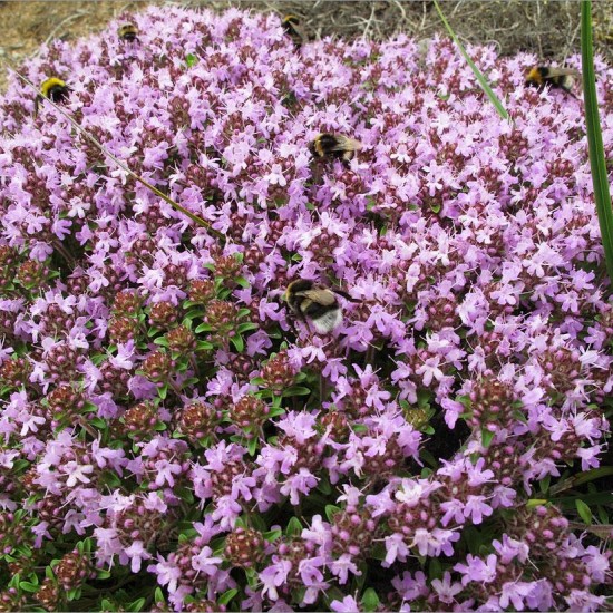 Чебрець Montana р9