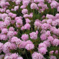 Армерія maritama Rosea р9