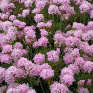 Армерія maritama Rosea р9