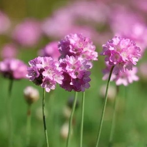 Армерія maritama Rosea р9