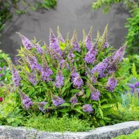 Будлея Little Rockstars Blue р9