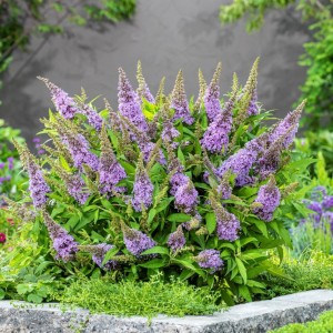 Будлея Little Rockstars Blue р9