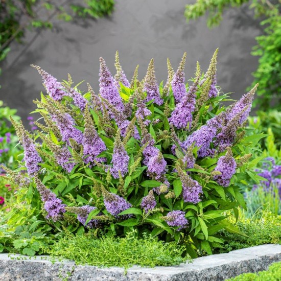 Будлея Little Rockstars Blue р9