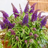 Будлея Little Purple р9